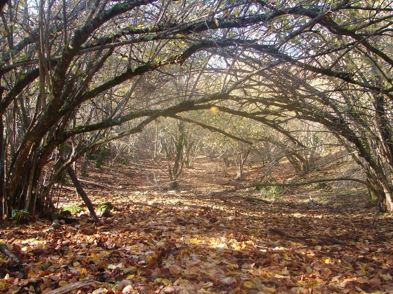bosco della fajarama san marco in lamis