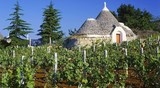 Ostuni: la via del vino, visita guidata delle tenute storiche del terrirorio pugliese