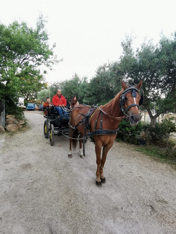 Corato: Horseback riding in the National Park ​of Alta Murgia