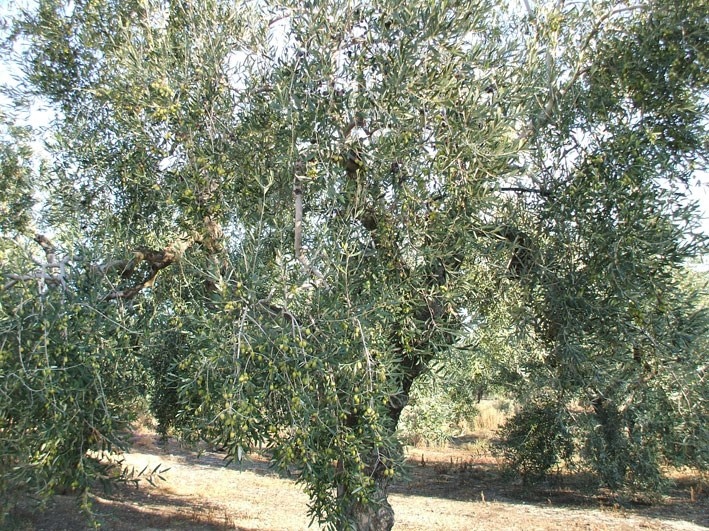 degustazione olio extra vergine di oliva trani