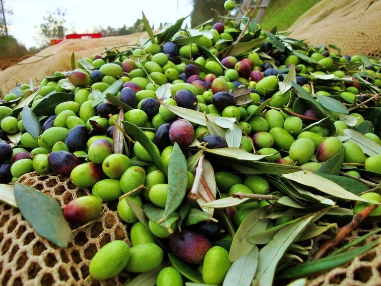 Cisternino: visita del frantoio ipogeo con degustazione dell' olio d'oliva
