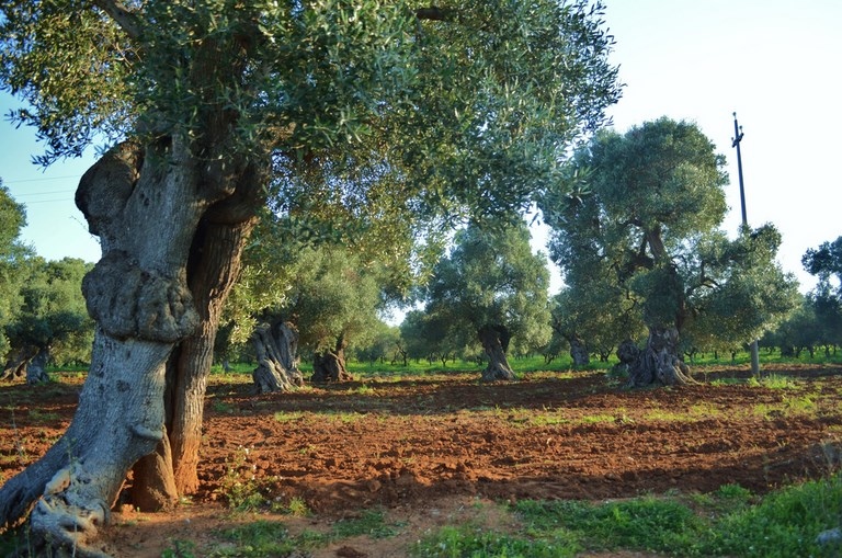 Cisternino: visita del frantoio ipogeo con degustazione dell' olio d'oliva