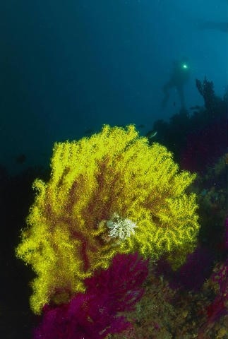 immersioni diving isole tremiti